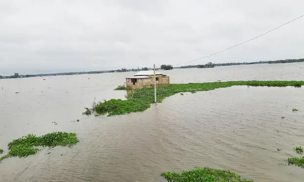 বানের পানিতে লাখাইয়ে ভেসে গেছে ৪ শতাধিক পুকুরের মাছ