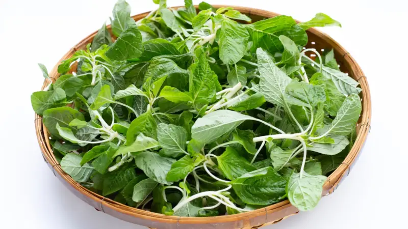 চিত্র: নটে শাক (Amaranth leaves)