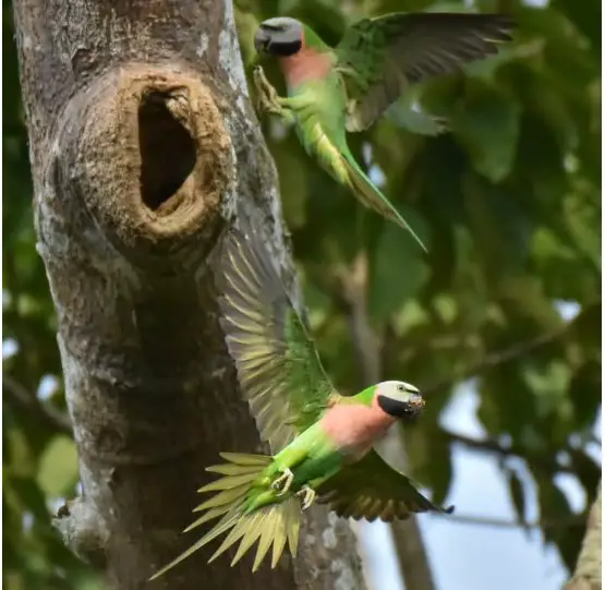 টিয়ে পাখি।