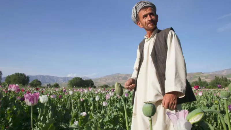 বিশ্বের সবচেয়ে বেশি আফিম উৎপাদিত হয় আফগানিস্তানে।