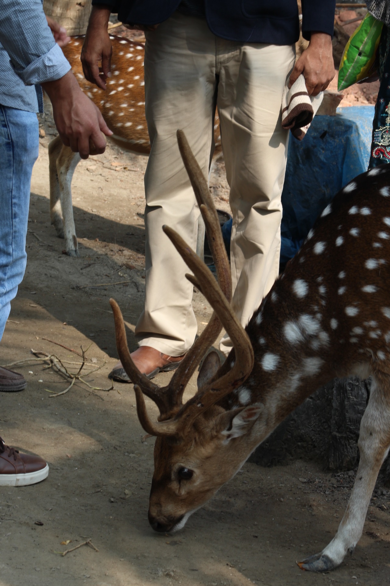 কলাগাছিয়া ইকোট্যুরিজম পার্কে হরিণ।