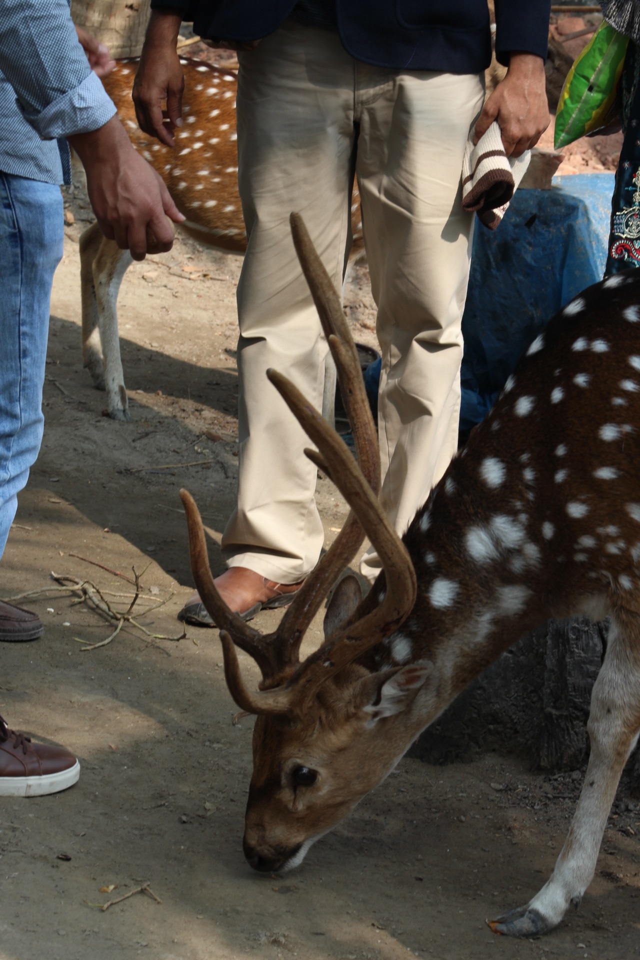 কলাগাছিয়া ইকোট্যুরিজম পার্কে হরিণ।