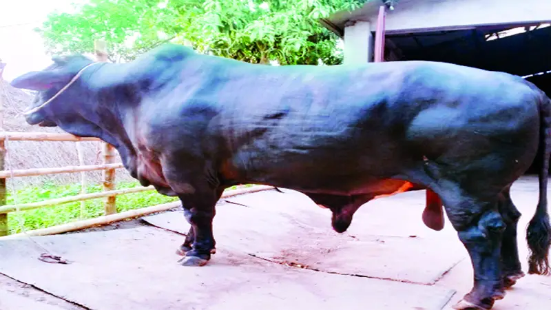 তরুণ উদ্যোক্তার এগ্রো ফার্ম 