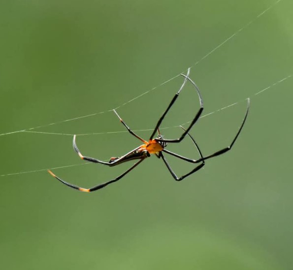 ছোট কীটপতঙ্গ