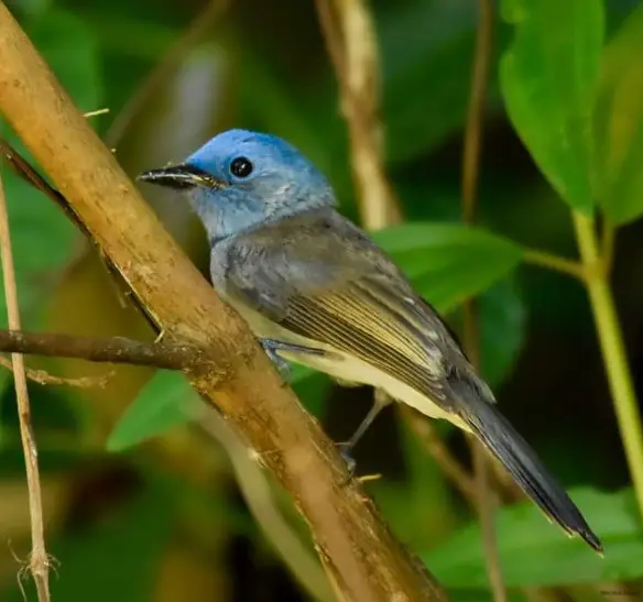 পাখি। ছবি: ফটিকছড়ি উপজেলার নির্বাহী কর্মকর্তার ফেসবুক ওয়াল থেকে