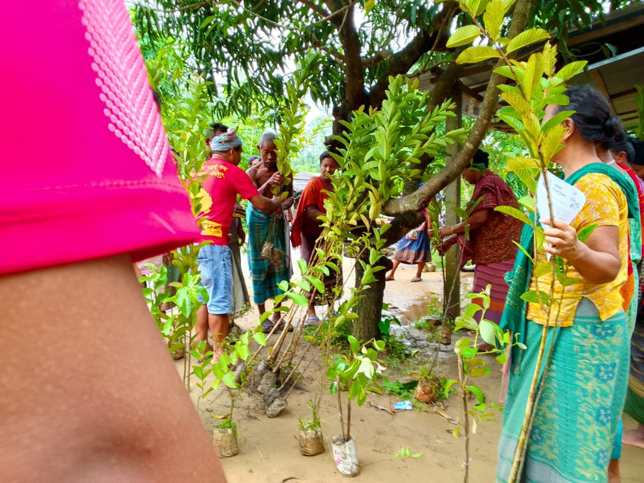 বৃক্ষরোপণের জন্য সহযোগিতা করছেন ফলদ বাংলাদেশের এক কর্মী।