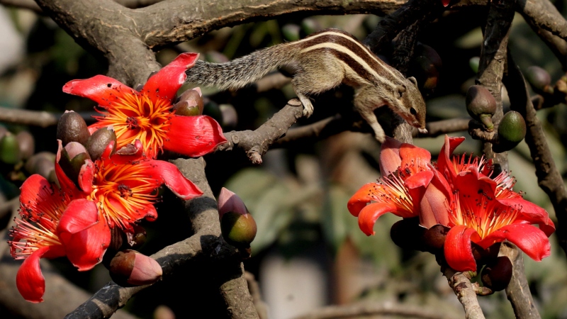 আজ পহেলা ফাল্গুন..... শিমুলের রক্তিম উল্লাসে নরম রোদ, কাঁপা ডাল, আর এক চঞ্চল প্রাণের অস্থির কবিতা। রায়েরবাজার থেকে তোলা -রিজওয়ান করিম।