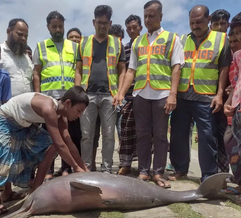 মেঘনায় ভেসে আসে ৫০ কেজি ওজনের ডলফিন