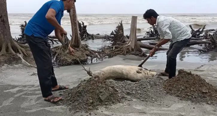 কুয়াকাটা সৈকতে মৃত পঁচাগলা ডলফিন