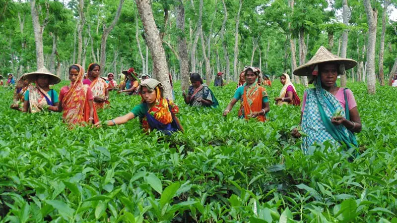 হবিগঞ্জে চা শ্রমিকদের নুন আনতে পান্তা ফুরায় হবিগঞ্জে চা শ্রমিকদের নুন আনতে পান্তা ফুরায়