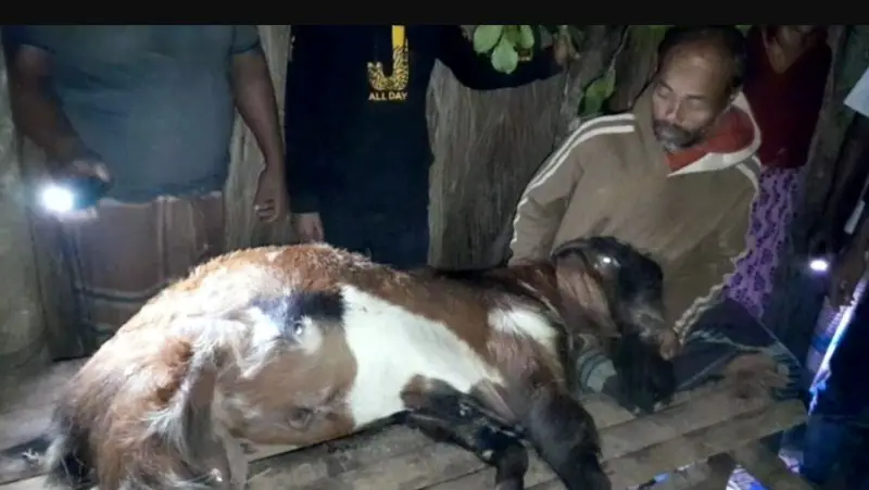 প্রতিহিংসাবশত ছাগল হত্যা প্রতিহিংসাবশত ছাগল হত্যা