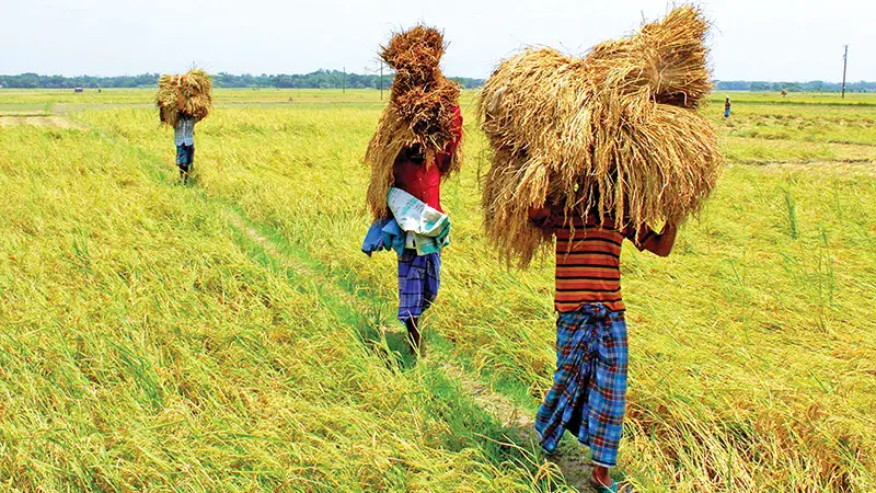 সোনালি ধানে কৃষকের মুখে তৃপ্তির হাসি, পিঠা-পুলির ধুম