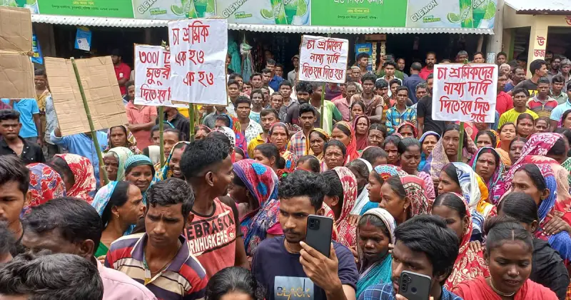 অনির্দিষ্টকালের ধর্মঘটে হবিগঞ্জের চা বাগানগুলো অচল 