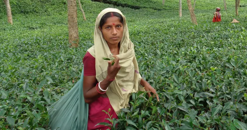 ১২০ টাকায় চা শ্রমিকদের নুন আনতে পান্তা ফুরায়