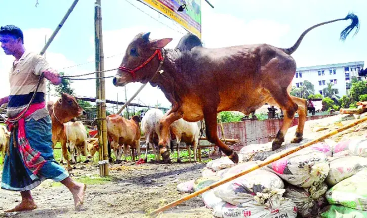 কোরবানির হাট প্রস্তুত ॥ ঢাকায় গবাদি পশু বেচাকেনা শুরু ৬ জুলাই কোরবানির হাট প্রস্তুত ॥ ঢাকায় গবাদি পশু বেচাকেনা শুরু ৬ জুলাই