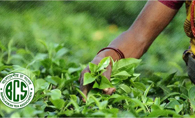 দিনে ২০ কোটি টাকার চা পাতা নষ্ট, ঝুঁকির মুখে উৎপাদন ব্যবস্থা