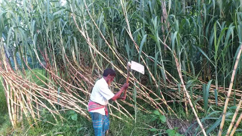 ধামরাইয়ে বাড়ছে আখ চাষ