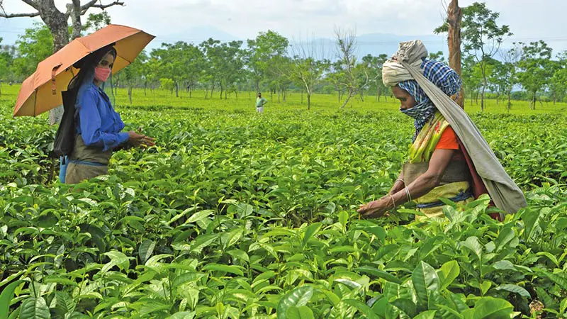 চা রফতানি কমছে, আমদানি বাড়ছে চা রফতানি কমছে, আমদানি বাড়ছে