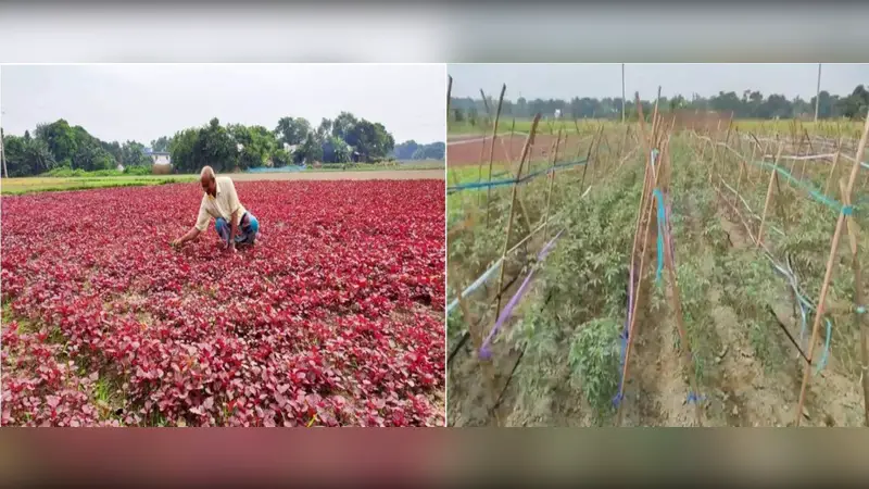 দাউদকান্দিতে শীতকালীন সবজি চাষে ব্যস্ত কৃষকরা