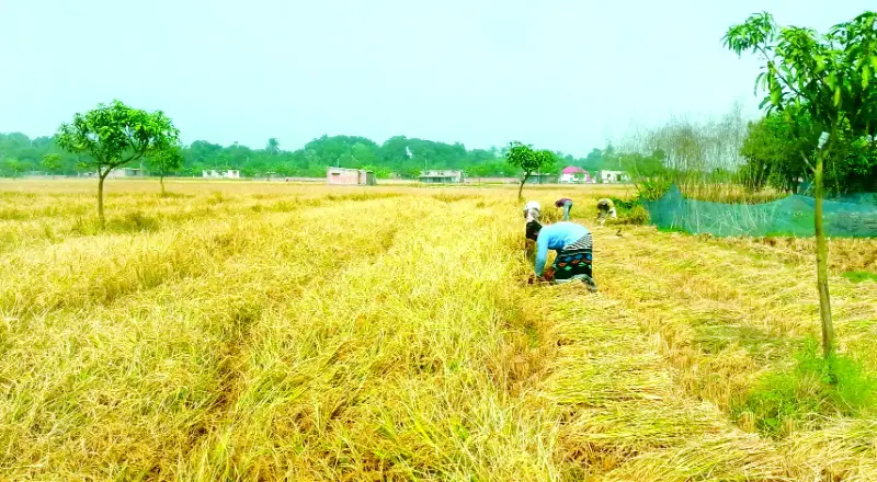 আমনের ভালো ফলন, কৃষক খুশি