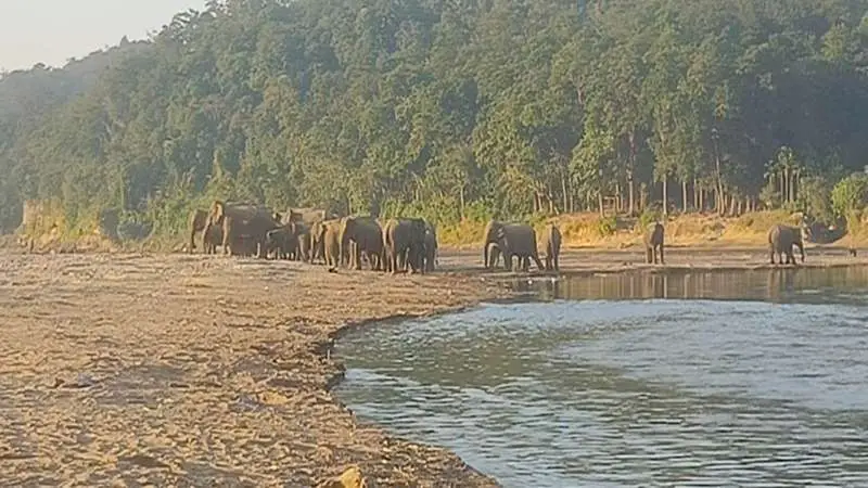 নেত্রকোনায় বন্যহাতির আক্রমণে মারা গেলেন কৃষক