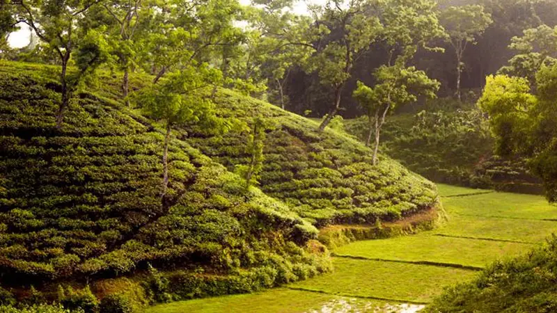 লাখাইছড়া চা বাগানে টিলা ধসে ৪ নারী শ্রমিকের মৃত্যু লাখাইছড়া চা বাগানে টিলা ধসে ৪ নারী শ্রমিকের মৃত্যু