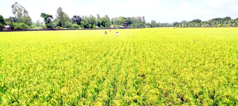 ডোমারে আউশের বাম্পার ফলনের আশা ডোমারে আউশের বাম্পার ফলনের আশা