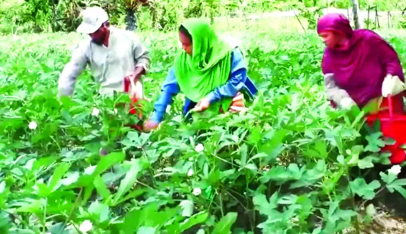 বিষমুক্ত নিরাপদ  সবজি চাষে  সফলতা