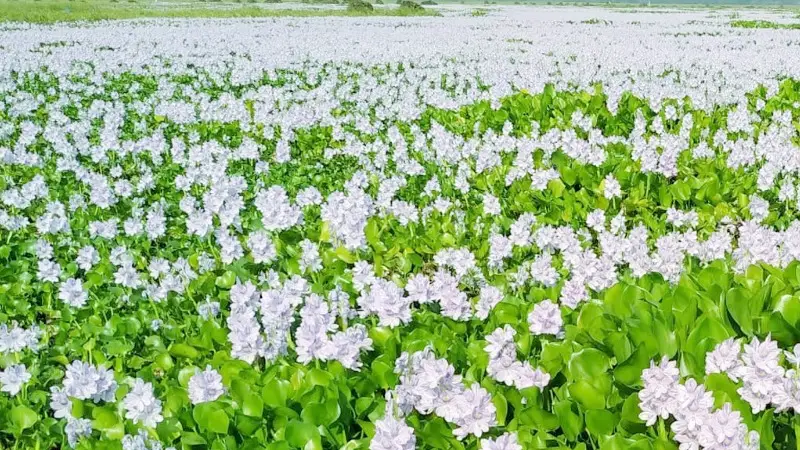 মুগ্ধতা ছড়াচ্ছে কচুরিপানার ফুল মুগ্ধতা ছড়াচ্ছে কচুরিপানার ফুল
