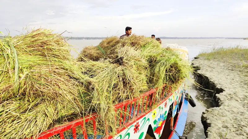 যমুনার চরাঞ্চলে ঘাস বিক্রি করে সংসার চালান ছয়’শ দরিদ্র পরিবার