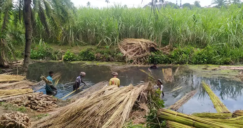 লালপুরে পাটের আঁশ বিক্রয় নিয়ে লোকসানের আশংকা