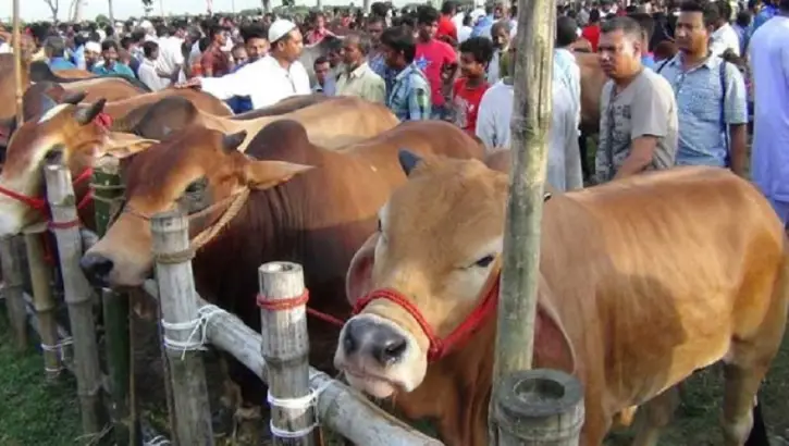 মাস্ক পরে ঢুকতে হবে পশুর হাটে মাস্ক পরে ঢুকতে হবে পশুর হাটে