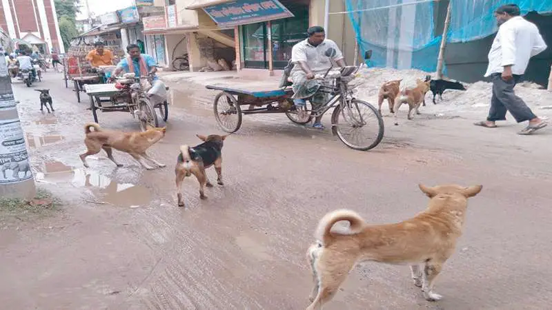 চাটমোহরে কুকুরের কামড়ে দশজন আহত, আতঙ্কে শিক্ষার্থী ও পথচারী