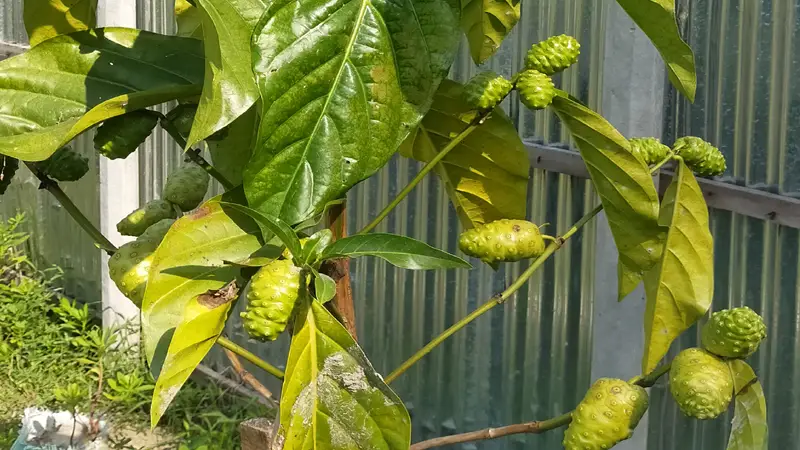 টাঙ্গাইলে আবাদ হচ্ছে মহৌষধ ননী ফলের টাঙ্গাইলে আবাদ হচ্ছে মহৌষধ ননী ফলের