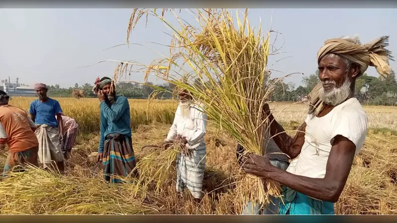 নওগাঁয় আমনের বাম্পার ফলন ধানের দামে খুশি কৃষক