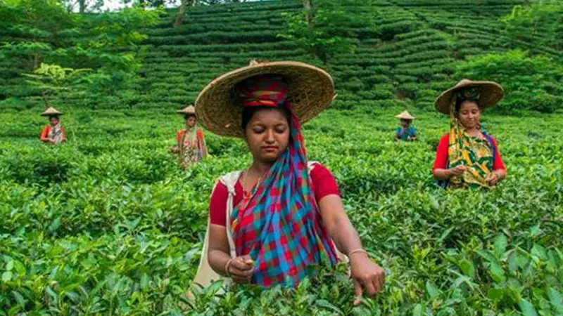 মালিকপক্ষ মেনে নিক চা শ্রমিকদের ন্যায্য দাবি