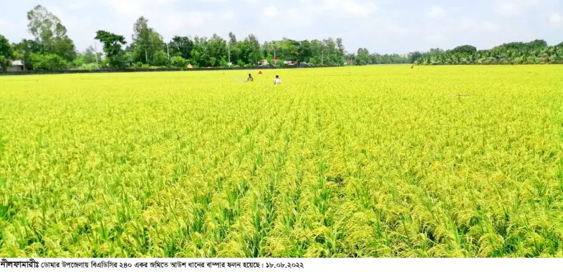 ২৪০ একর জমিতে আউশ ধানের বাম্পার ফলন