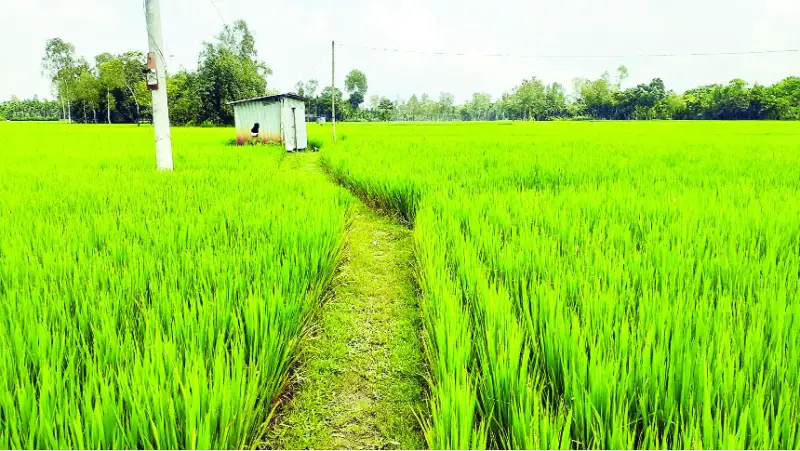 কুড়িগ্রামে মাঠের পর মাঠ এখন দুধধানে ভরা