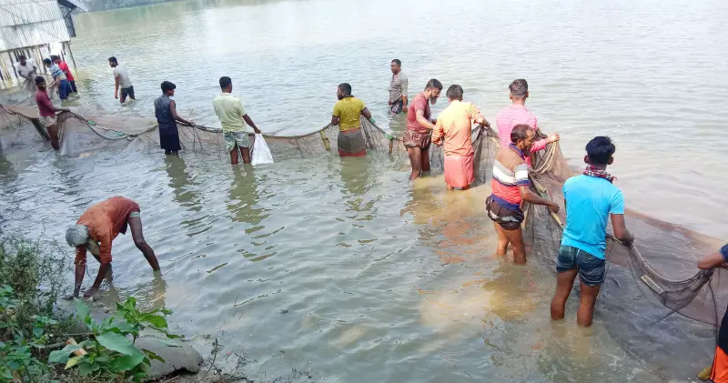 নাটোরে পুকুরে বিষ প্রয়োগ, ৭০ লাখ টাকার ক্ষয়ক্ষতি