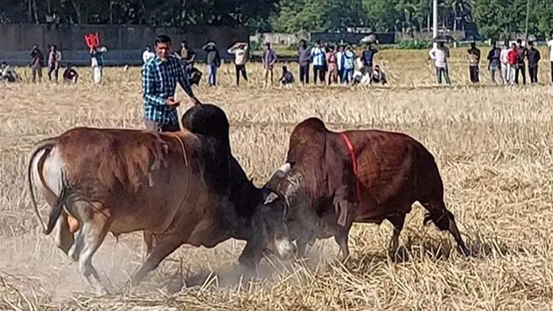 ‘অদ্ভুত সব নাম’ নিয়ে ঐতিহ্যবাহী ষাঁড়ের লড়াই ‘অদ্ভুত সব নাম’ নিয়ে ঐতিহ্যবাহী ষাঁড়ের লড়াই