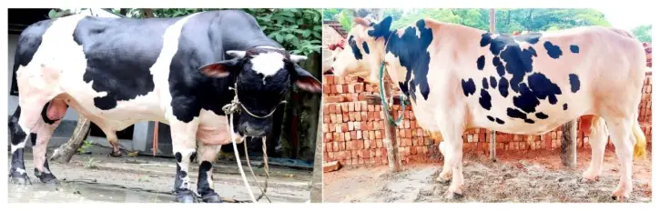 বরিশালের চমক ‘বিগ বাহাদুর ও তুফান’ বরিশালের চমক ‘বিগ বাহাদুর ও তুফান’