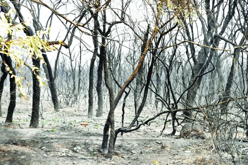 আলজিরিয়ায় দাবানলে ৩৮ জনের মৃত্যু