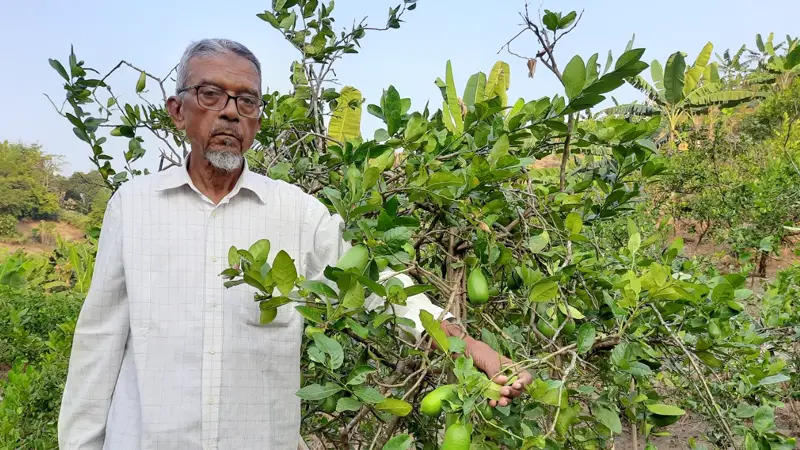 পাহাড়ি জমিতে মিশ্র ফসল চাষে হাজী মখন মিয়া সফল 