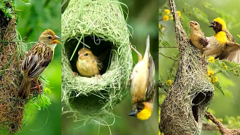 উখিয়ায় হারিয়ে যেতে বসেছে বাবুই পাখি উখিয়ায় হারিয়ে যেতে বসেছে বাবুই পাখি