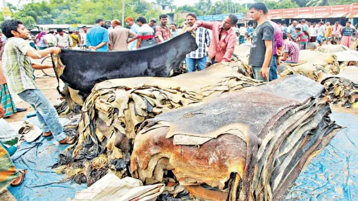 গরুর চামড়া বর্গফুটে বাড়ল ৭ টাকা, খাসির ৩