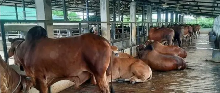 বাগেরহাটে ৪০ হাজারের অধিক কোরবানির পশু প্রস্তুত বাগেরহাটে ৪০ হাজারের অধিক কোরবানির পশু প্রস্তুত