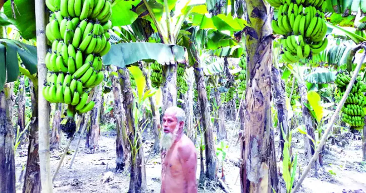 কলা চাষে ভাগ্যবদল কলা চাষে ভাগ্যবদল