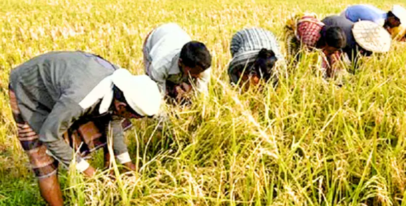 কৃষি সমবায় ও খাদ্য নিরাপত্তা কৃষি সমবায় ও খাদ্য নিরাপত্তা