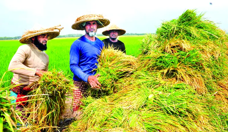 আজ নবান্ন উৎসব