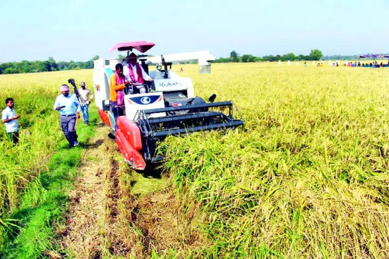 মৌলভীবাজারে আমন ধানের বাম্পার ফলন মৌলভীবাজারে আমন ধানের বাম্পার ফলন
